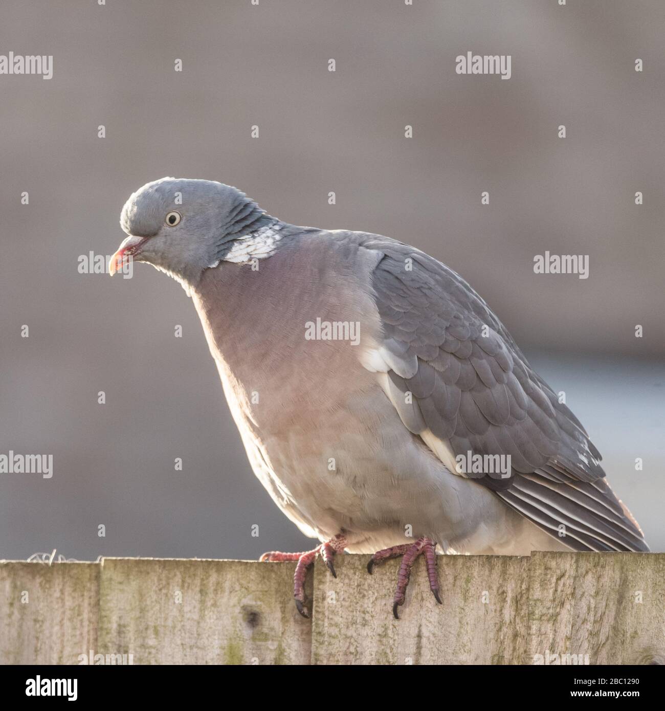 Britische Wildlife - Taube in einem britischen Garten - Towcester, Northamptonshire, Großbritannien Stockfoto