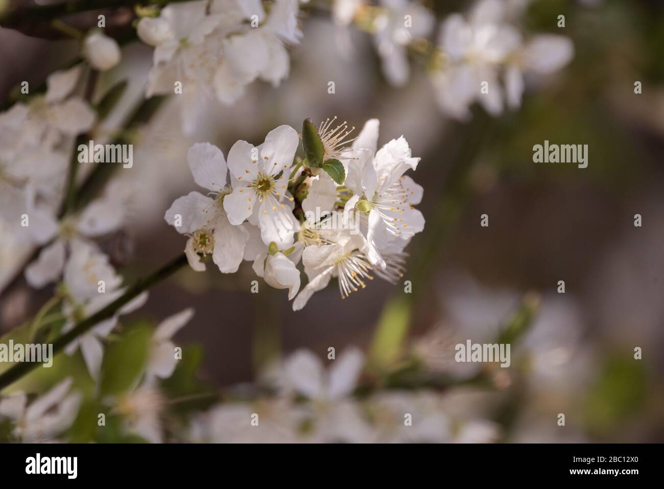 Gartenanlagen in englischer Sprache. Weißer Blossom-Sternenhaufen. Towcester, Northamptonshire, Großbritannien Stockfoto