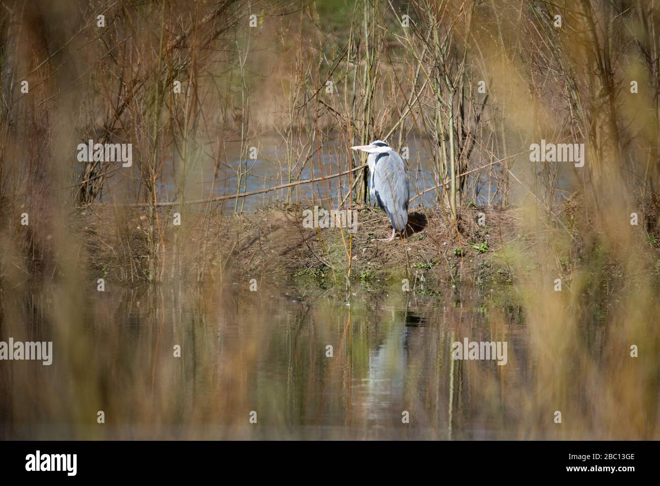 Britische Wildlife - Grey Heron in Natural enumoundings - Floodplain Nature Reserve - Milton Keynes Stockfoto