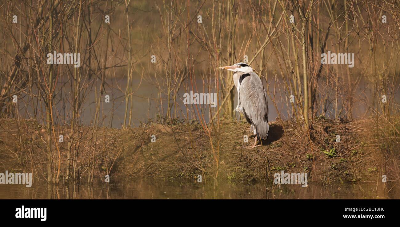 Britische Wildlife - Grey Heron in Natural enumoundings - Floodplain Nature Reserve - Milton Keynes Stockfoto