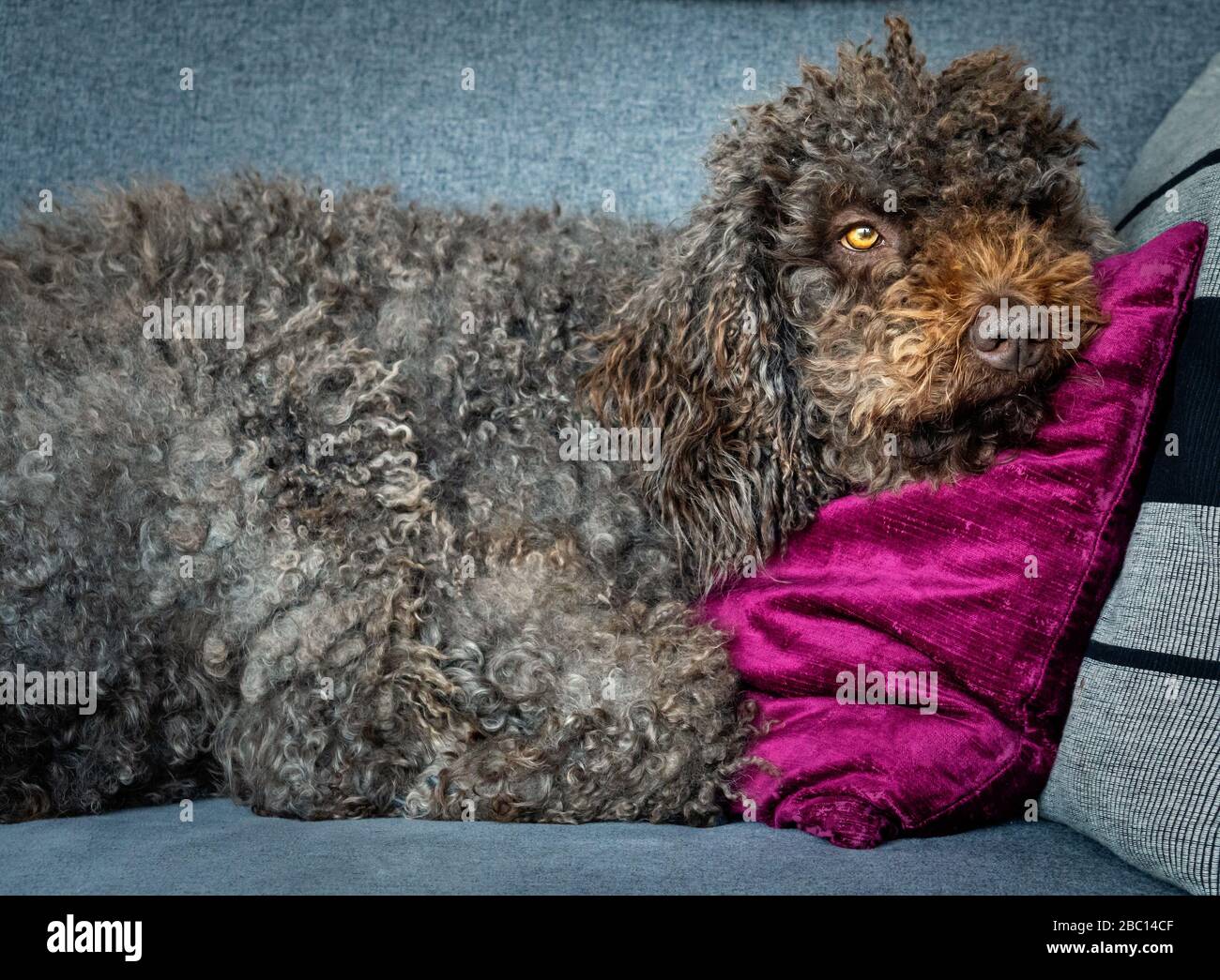 Entspanntes spanisches Wasser auf dem Sofa ohne Sorgen Stockfoto