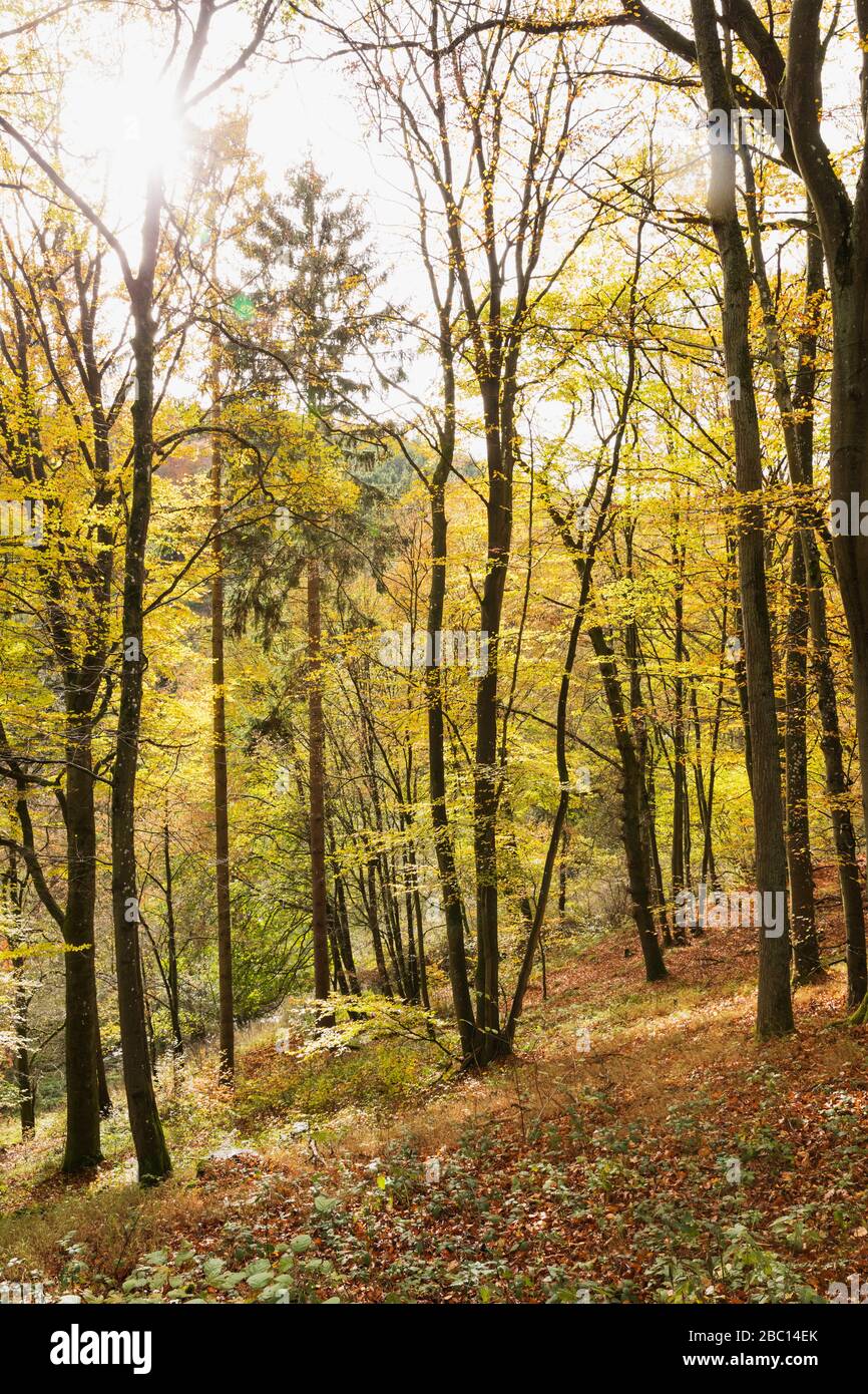 Deutschland, Nordrhein-Westfalen, Herbstwald im Nationalpark Eifel Stockfoto
