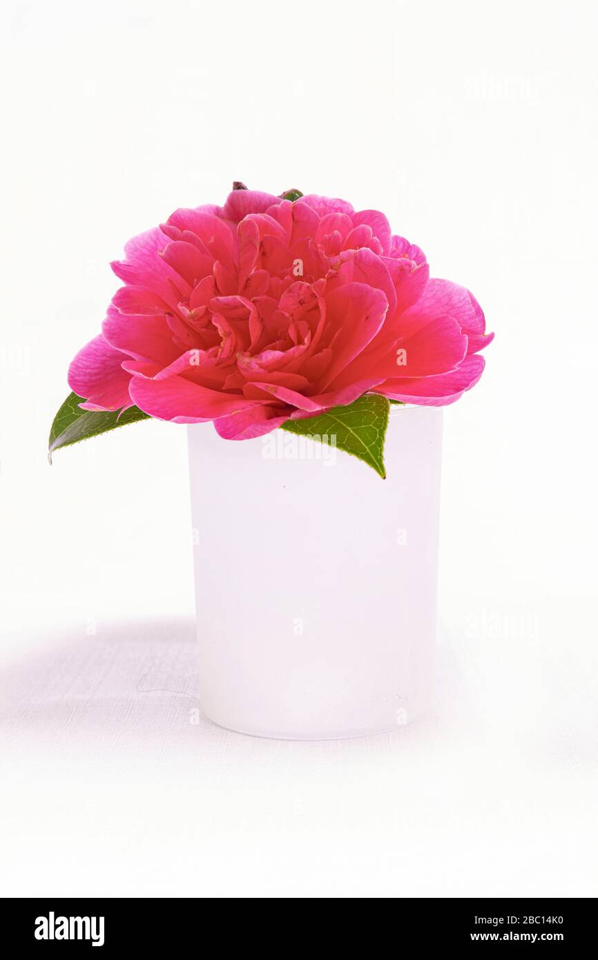 Rot Pink Camellia Stockfoto