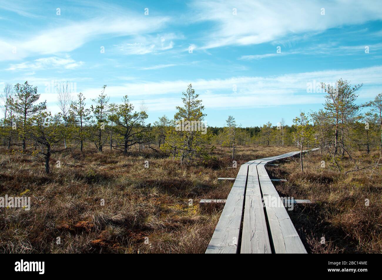 Holzweg über Sumpf für Touristen Stockfoto