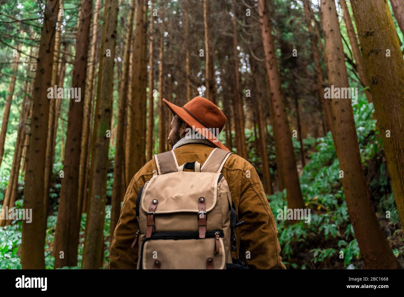 Mann im Wald, umgeben von Bäumen, Sao Miguel Insel, Azoren, Portugal Stockfoto