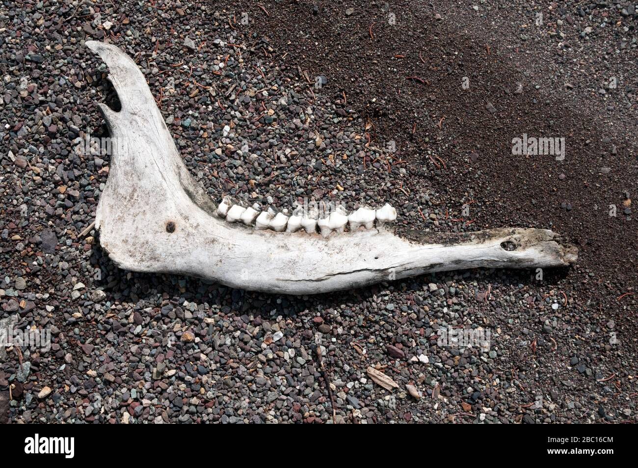 Ein Unterkiefer und Zähne aus einem Elchkiefer auf einer Kiesbar neben Cold Fish Lake im Spatsizi Provincial Park im Norden von British Columbia, Kanada. Stockfoto