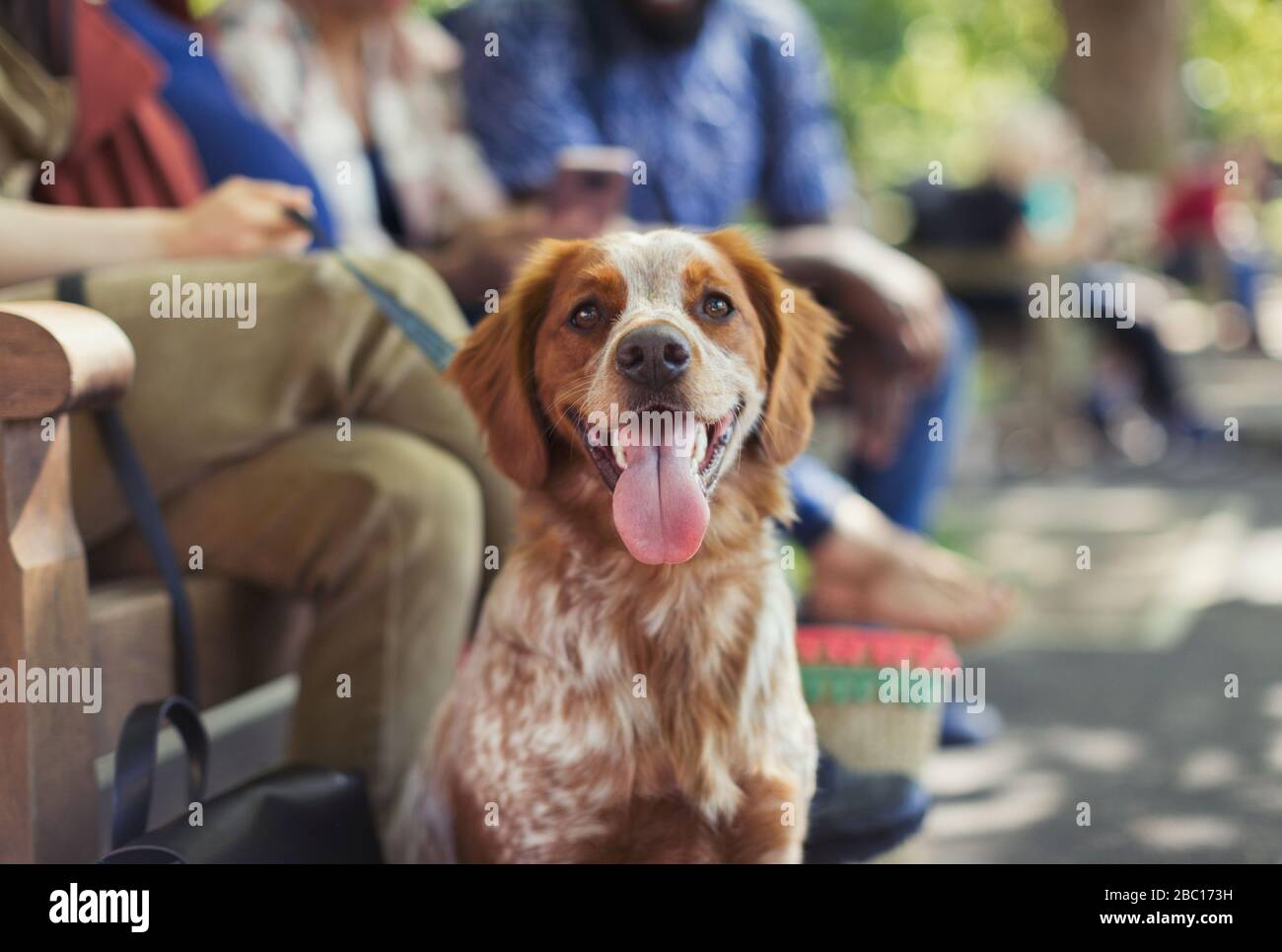 Portrait fröhlicher brauner und weißer Hund im Park Stockfoto