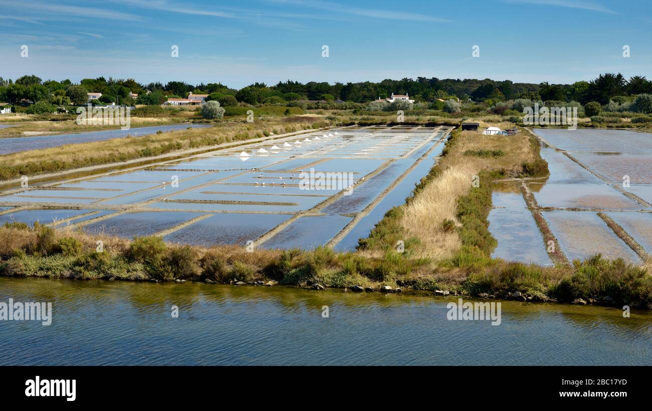 Salzmärsche von Noirmoutier en l'Ile in der Region "pays de la Loire" im Westen Frankreichs Stockfoto