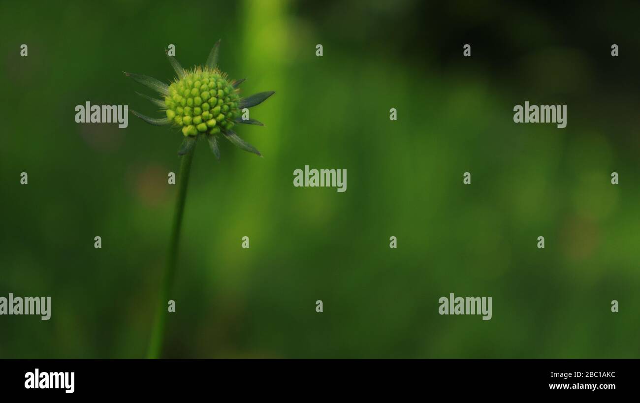 Eine grüne Blume bereit zu blühen, mit einem grünen Hintergrund. Stockfoto