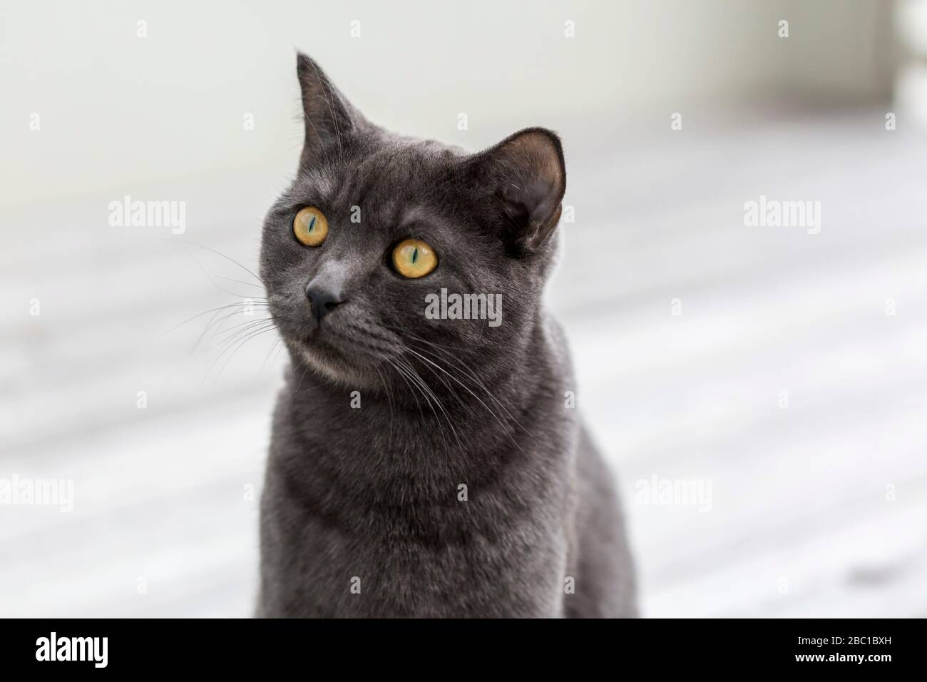 Deutschland, Porträt der schwarzen britischen Kurzhaar-Katze im Freien Stockfoto