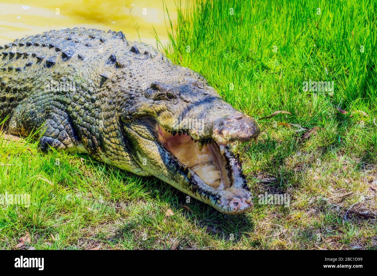 Australien, Portrait von Krokodil auf Gras mit offenem Kiefer liegend Stockfoto