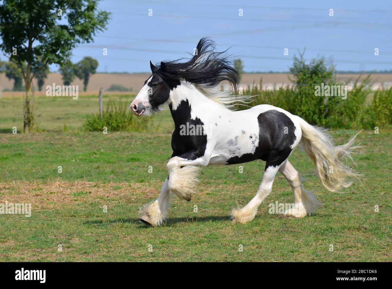 Pinto Irish Cob Pferd läuft in Canter über das Feld. Horizontal, Seitenansicht, in Bewegung. Stockfoto