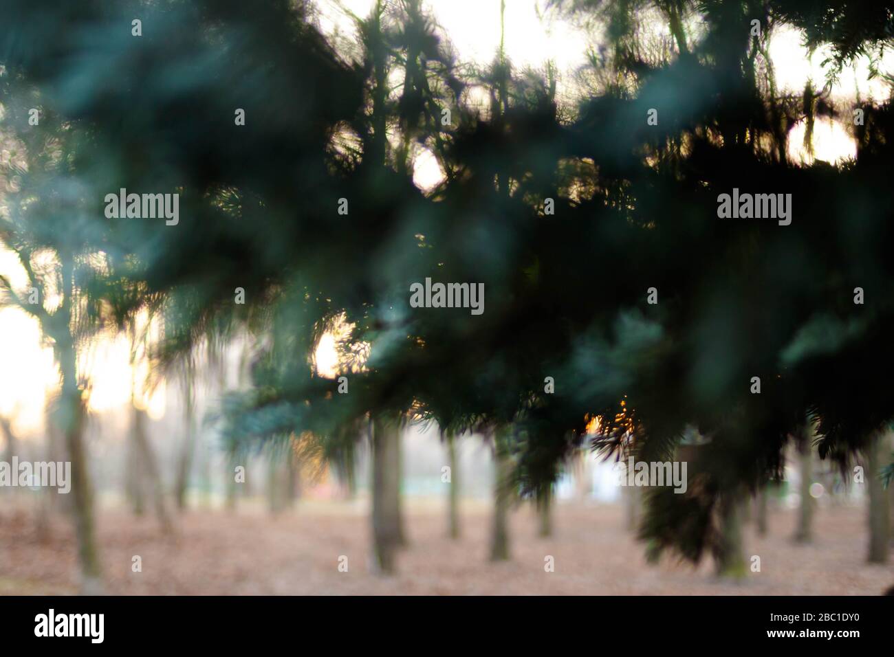 Abstrakte, verschwommene grüne Nadelbäume Natur Hintergrund Dämmerung Sonnenuntergang Zeit mit Bokeh und Flare des Sonnenlichts Stockfoto