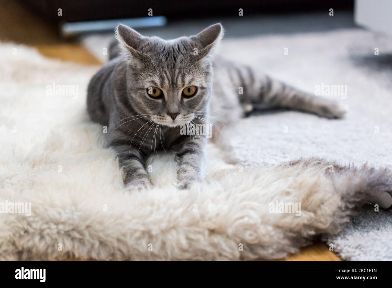 Deutschland, Porträt von grauen britischen Kurzhaar Katze auf Tierhaut Teppich entspannen Stockfoto