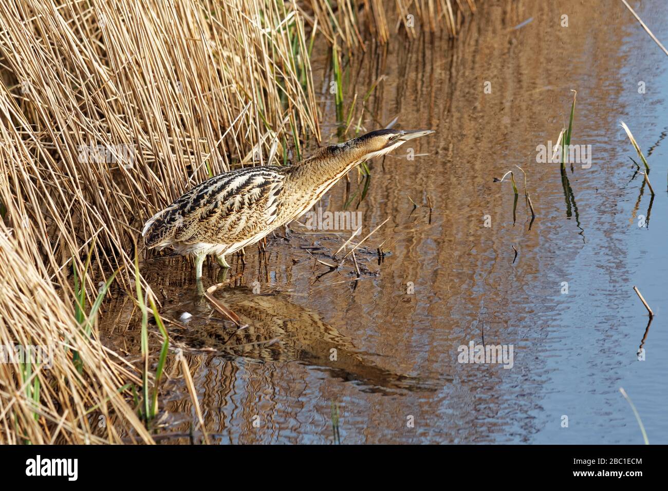 Aus dem Schilfbett heraustretendes Bittern Stockfoto