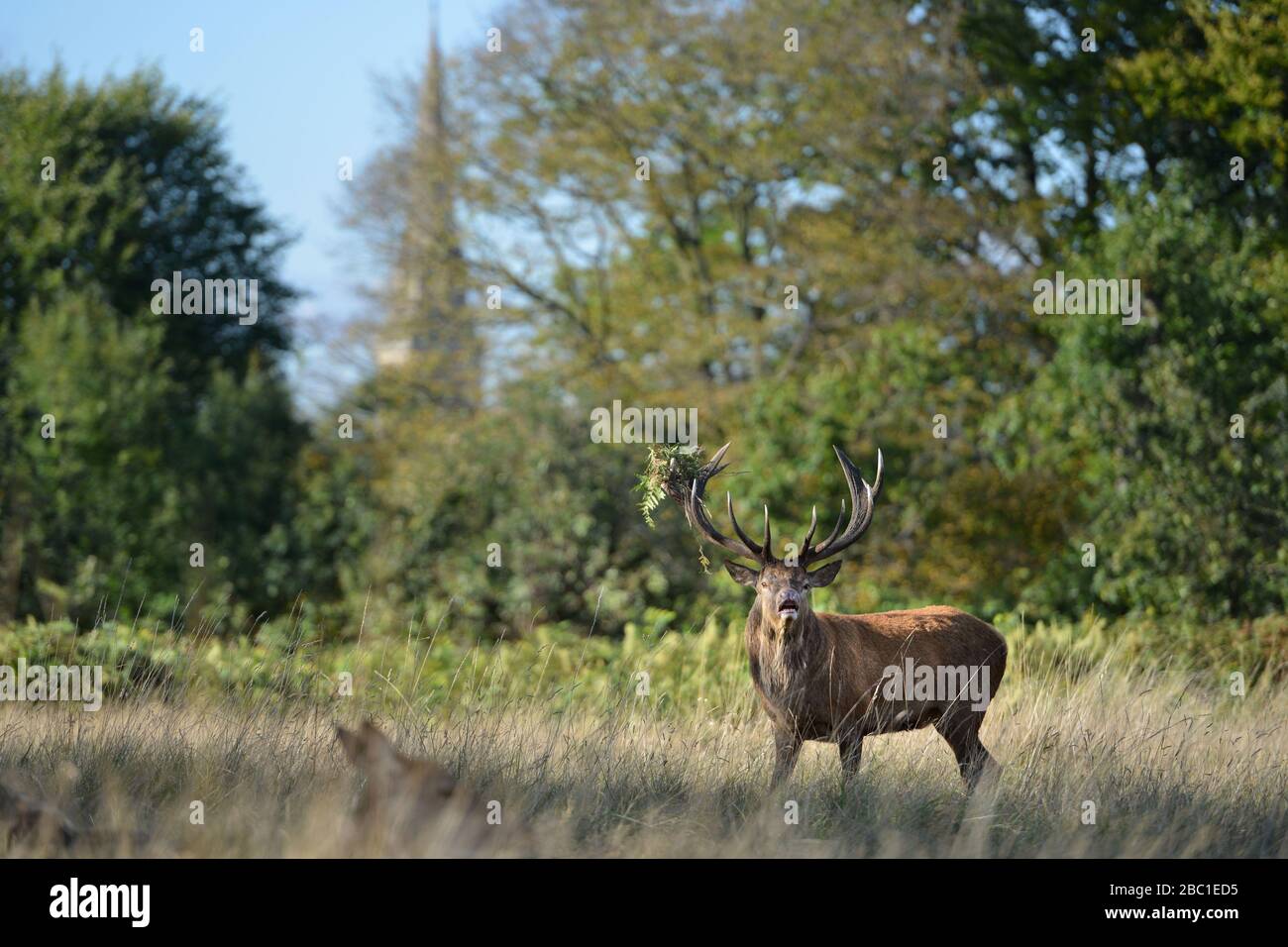 Rotwild im Richmond Park, der im Hintergrund die Turmspitze der St. Matthias' Church zeigt. Stockfoto