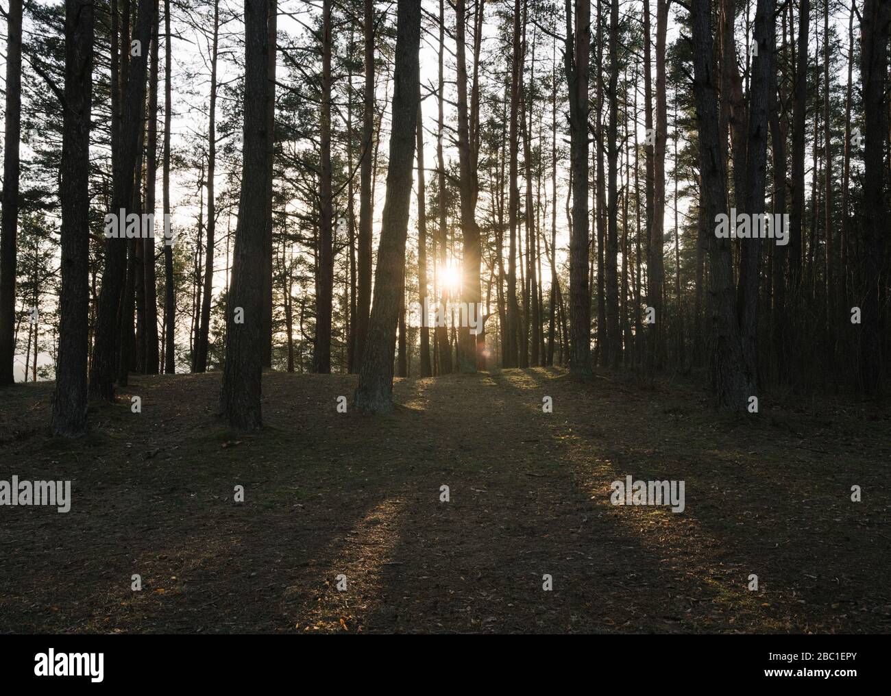 Litauen, Kernave, Sonnenuntergang scheint durch Zweige von Waldbäumen Stockfoto