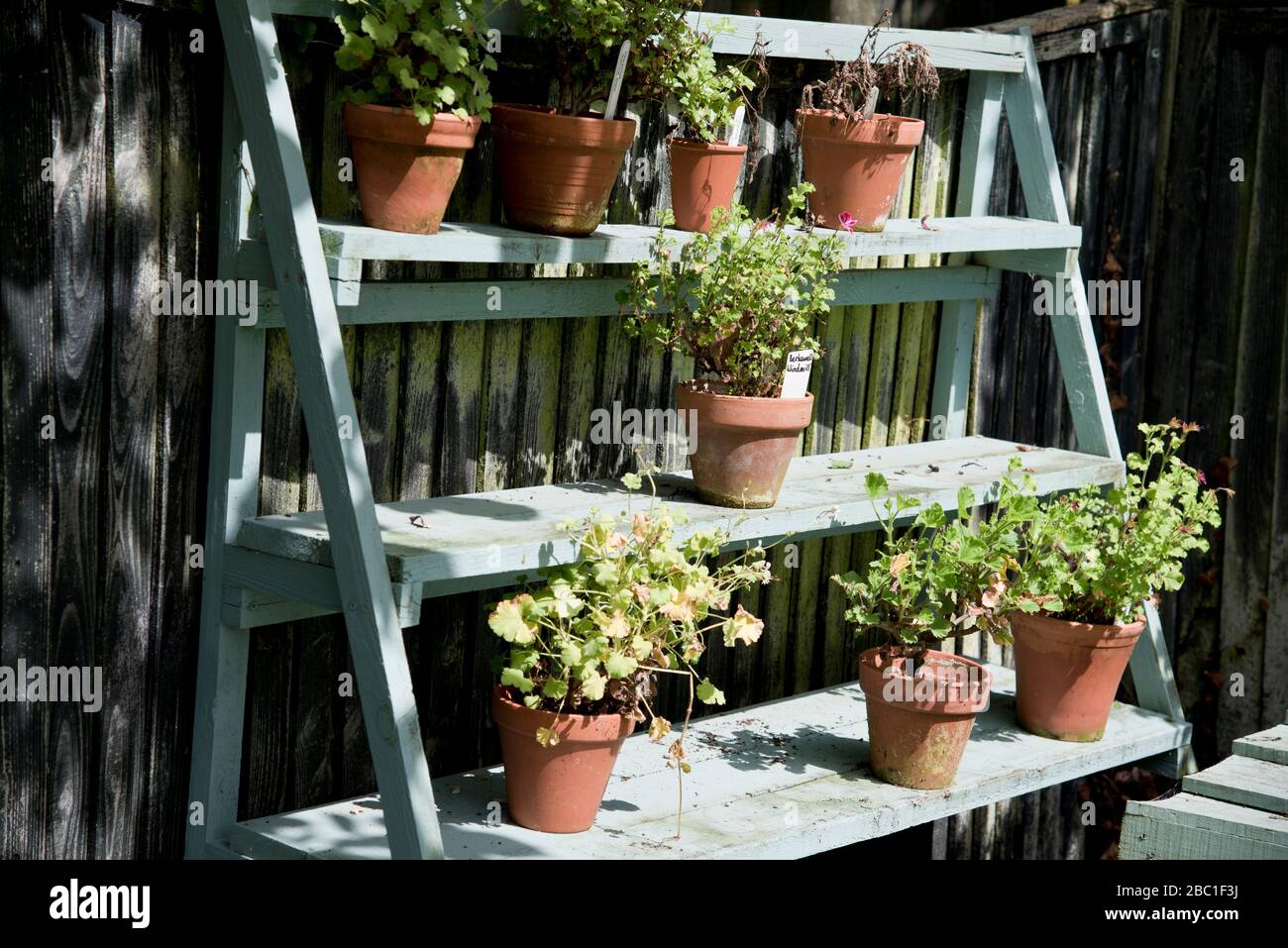 Darstellung von Pelargonium Pflanzen in Terrakottentöpfen Stockfoto