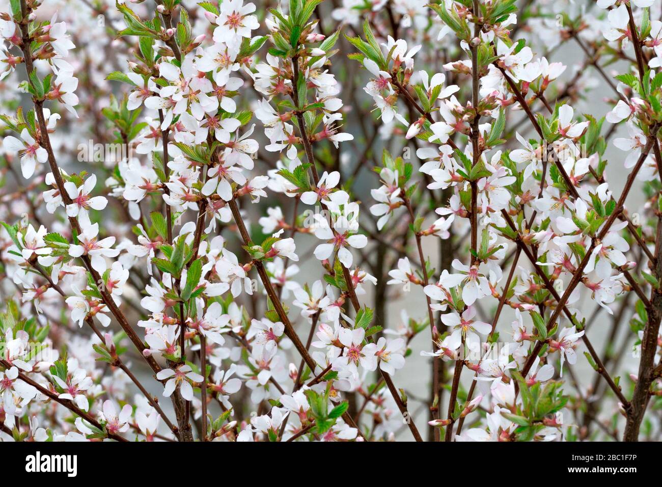 Kirschblütenblume in Blüte mit Ast. Rosafarbene Kirschblütenzweige mit Blumenblättern im Frühjahr. Orientalische Kirsche. Stockfoto