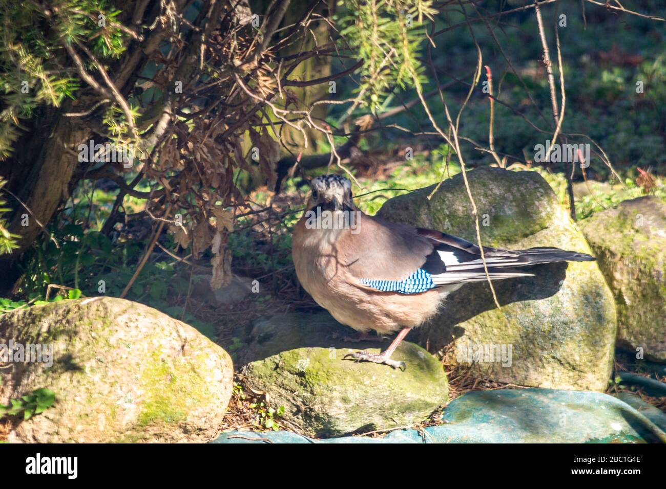 Eurasischer jay, jay, eichelhäher - eine Art mittelgroßer Vogel der Krähenfamilie. Stockfoto