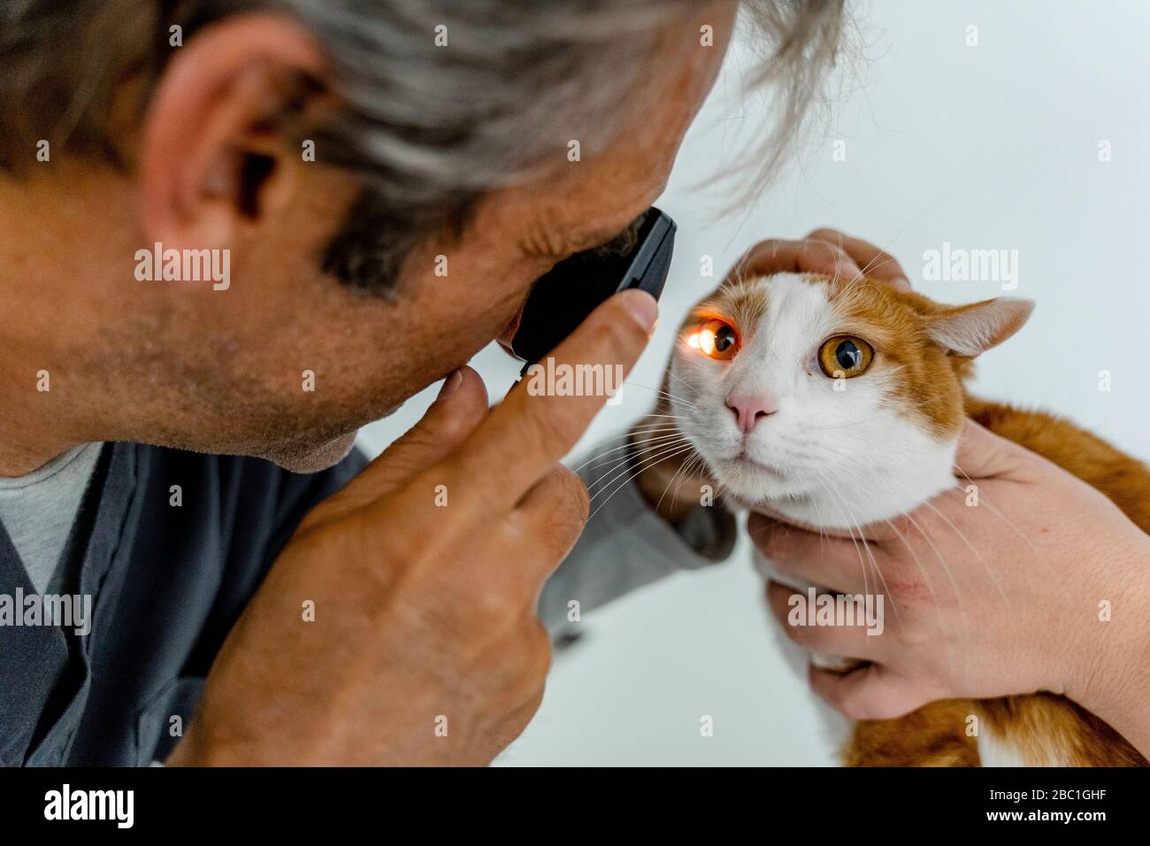 Tierarzt Untersuchung Katzenauge in der Klinik Stockfoto