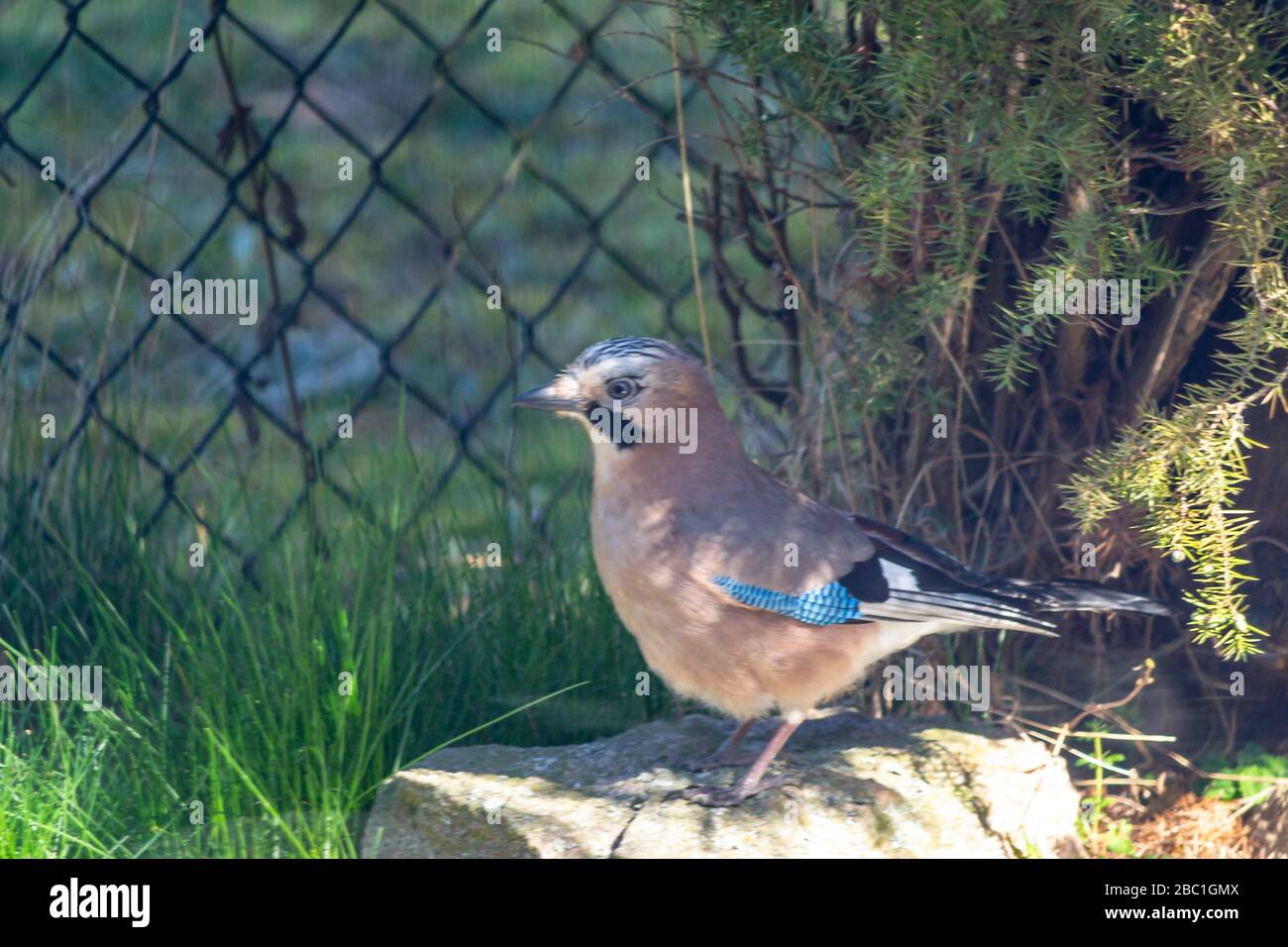 Eurasischer jay, jay, eichelhäher - eine Art mittelgroßer Vogel der Krähenfamilie. Stockfoto