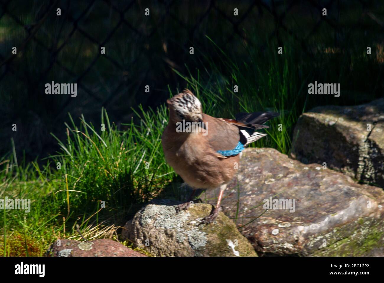 Eurasischer jay, jay, eichelhäher - eine Art mittelgroßer Vogel der Krähenfamilie. Stockfoto