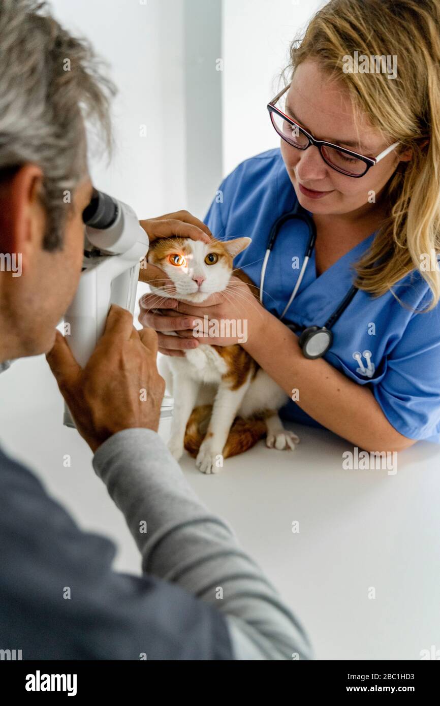 Tierarzt und Assistent Untersuchung Katzenauge in der Klinik Stockfoto