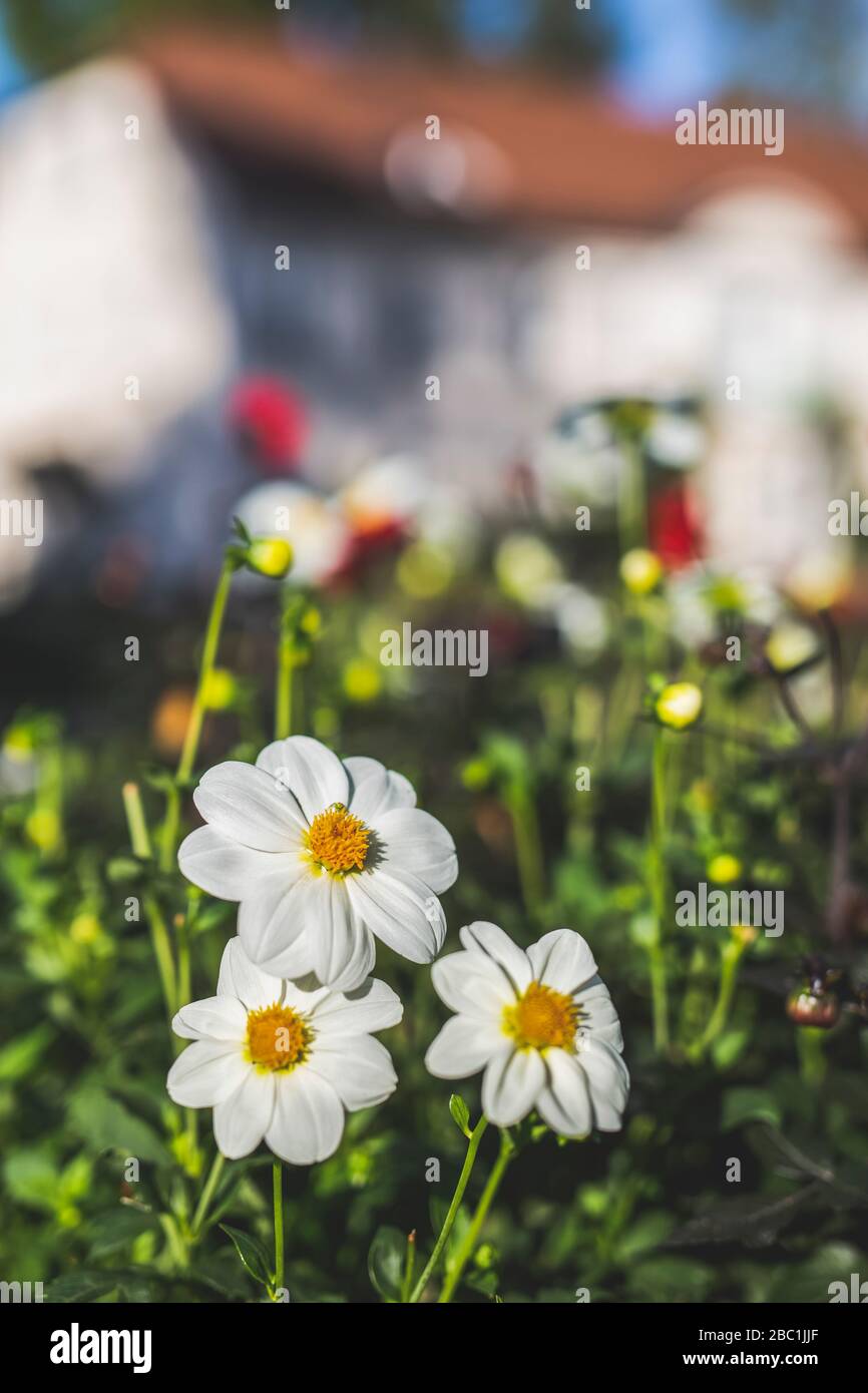Deutschland, weiße Gänseblümchen, die im Freien blühen Stockfoto
