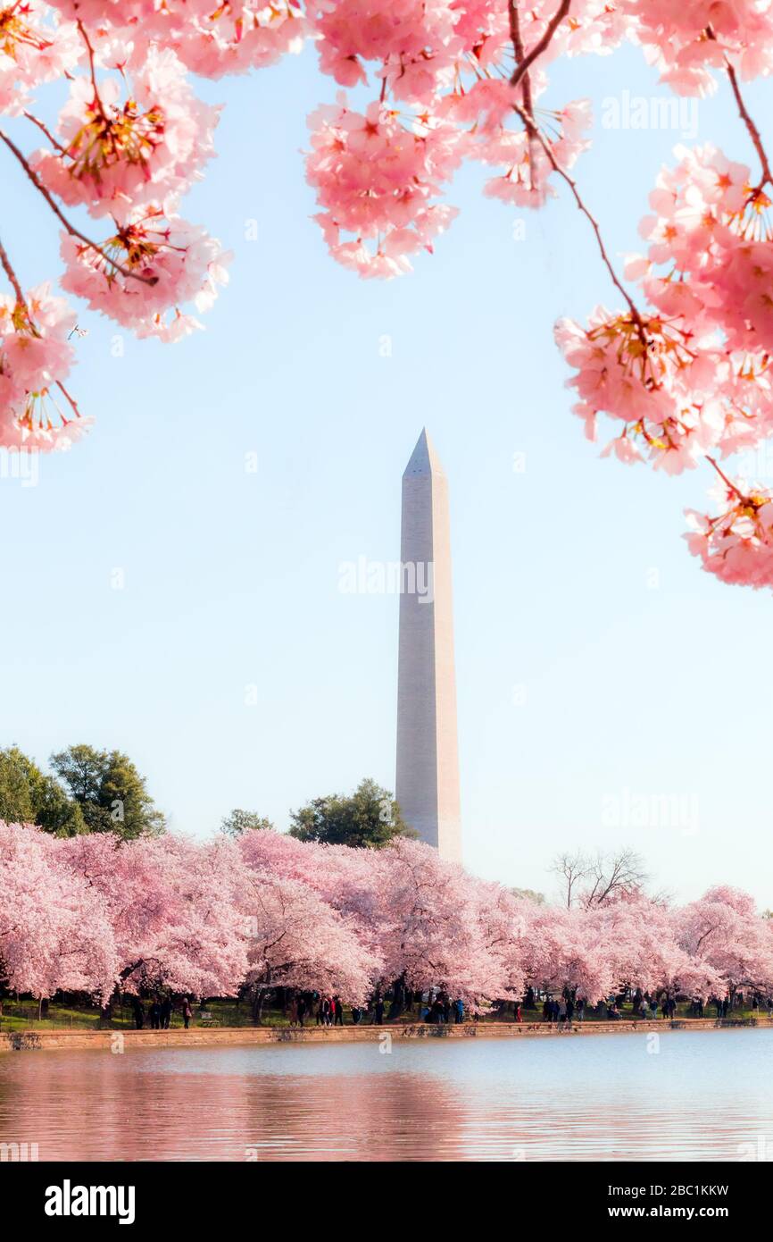 Washington DC - 3. April 2019: Kirschblütenfest mit Washingtoner Denkmal rund um das Gezeitenbecken Stockfoto