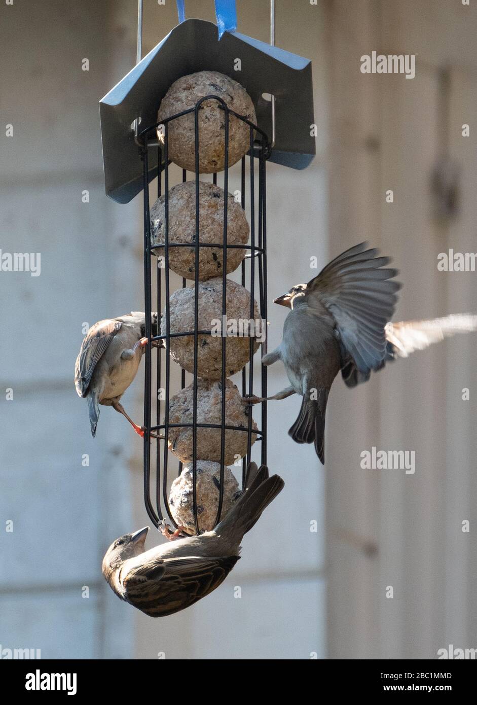 Stuttgart, Deutschland. April 2020. Spatzen bekommen Essen an einem privaten Fütterungsplatz. Kredit: Bernd Weißbrod / dpa / Alamy Live News Stockfoto
