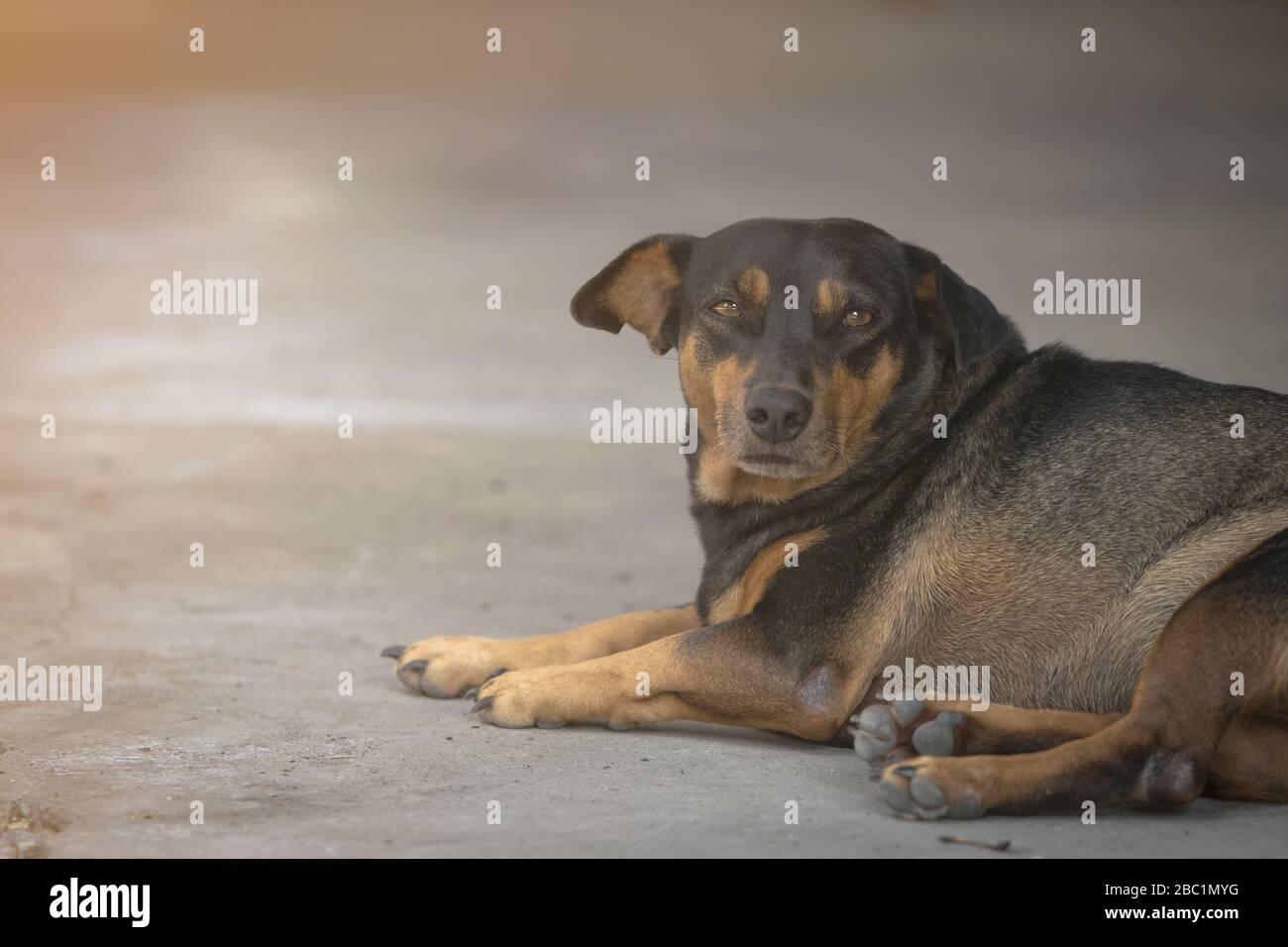 Schwarzer Fetthund legte sich mit Augenkontakt auf den Betonboden Stockfoto