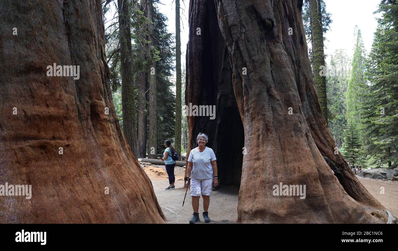 Wanderer, die zwischen riesigen Sequoia Bäumen im Sequoia National Park in Kalifornien stehen Stockfoto