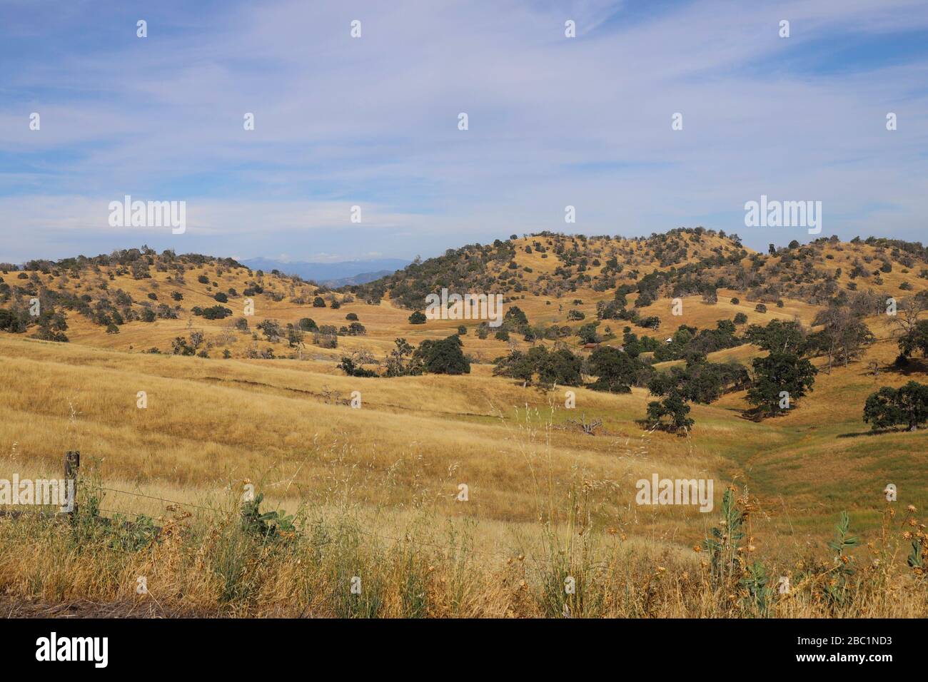Grasige Wiese in den Ausläufern der Sierra Nevada von Raymond California Stockfoto