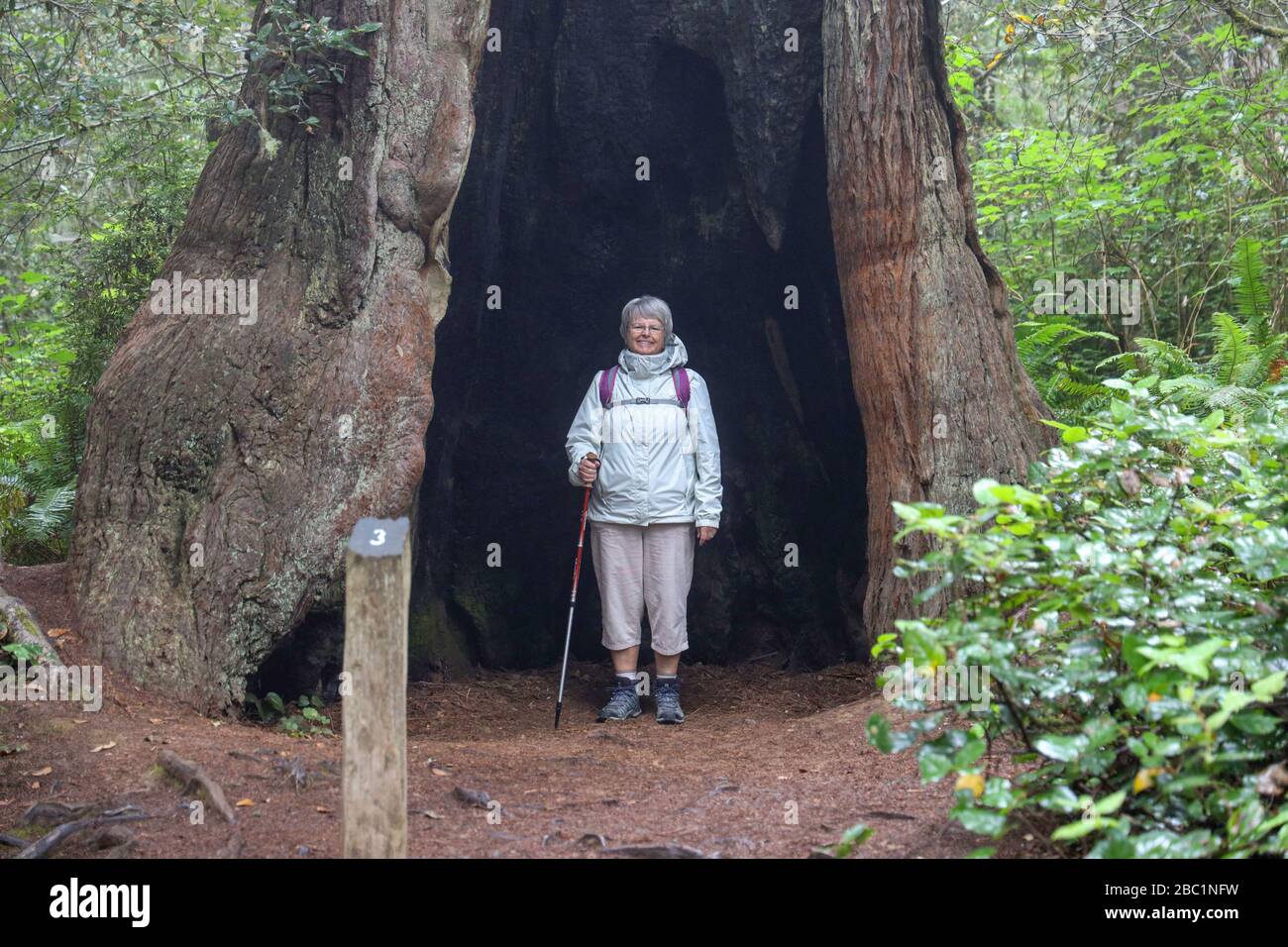 Wanderer steht innerhalb eines Hollow Tree auf dem Lady Bird Johnson Grove Trail Stockfoto