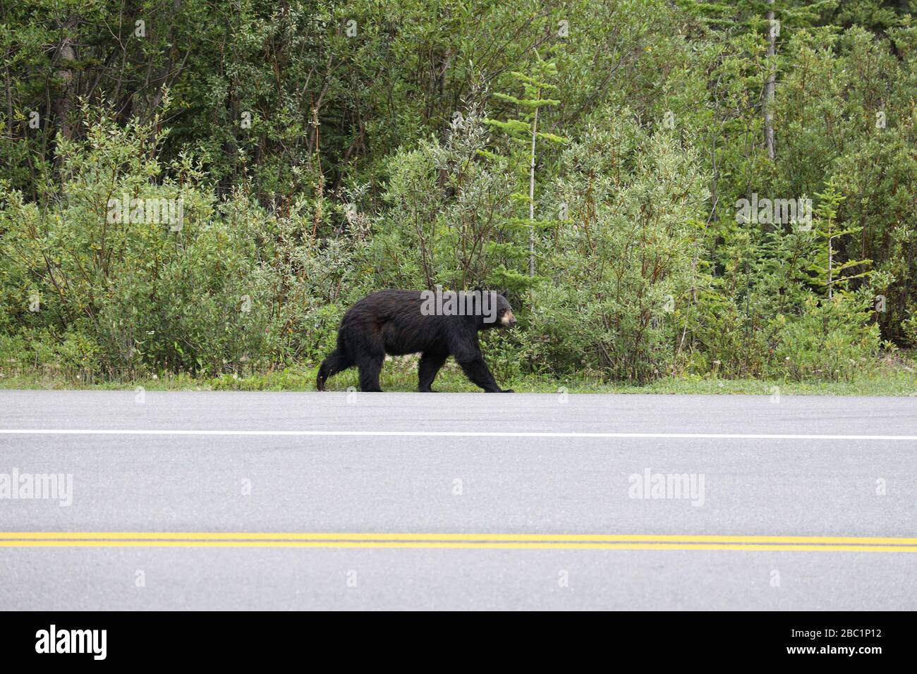 Black Bear Foraging by the Icefields Parkway in den kanadischen Rockies Stockfoto