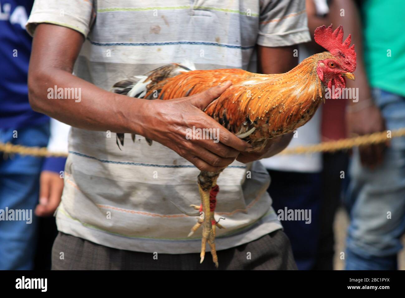 Cockfighting Stockfotos Und Bilder Kaufen Alamy