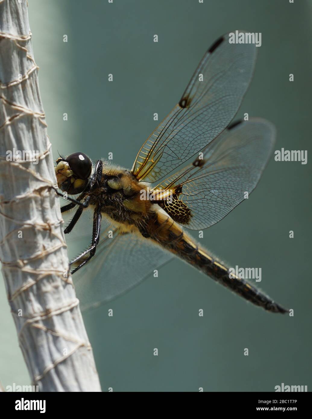 Nahaufnahme von dragonfly Stockfoto