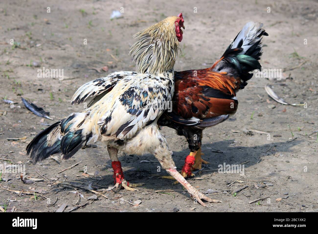 Zwei Rivalen kämpfen gegen böses Schnuppertaufel und schlagen die Flügel. Kakerlaken auf dem Bauernhof werden um die Meisterschaft kämpfen. Stockfoto