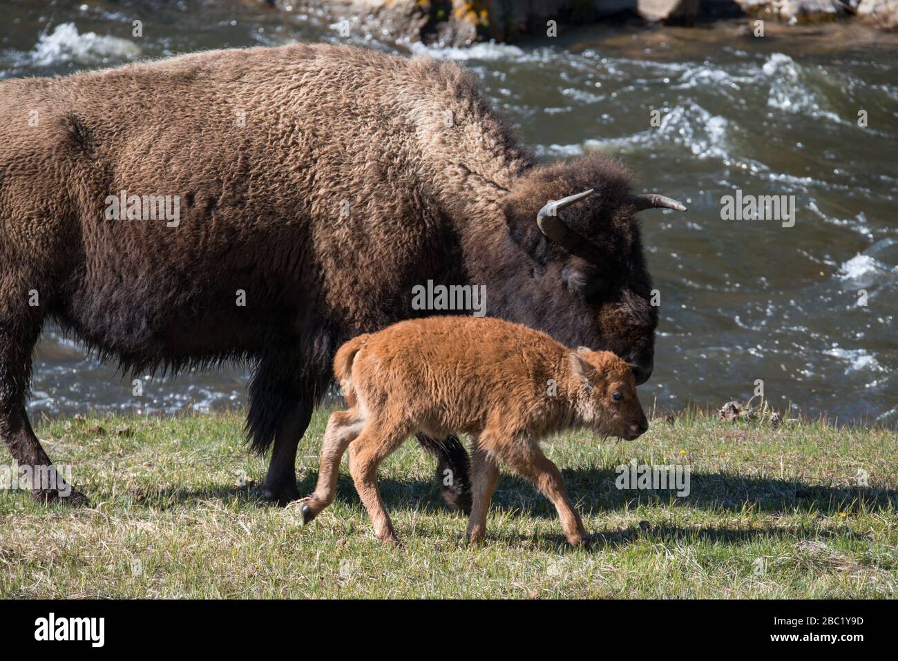 Ein Bison- und Wadenbummel der Mutter entlang des Madison River im Yellowstone National Park Stockfoto