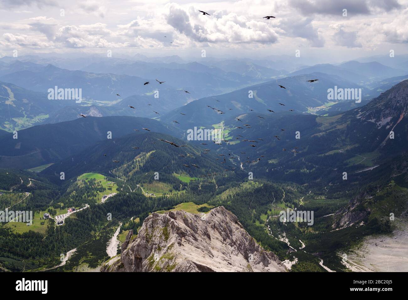 Herde alpiner Hustenvögel, die über den Dachsteingletscher in der Nähe der Hunerkogel-Bergwagenstation, österreichische Alpen, fliegen Stockfoto