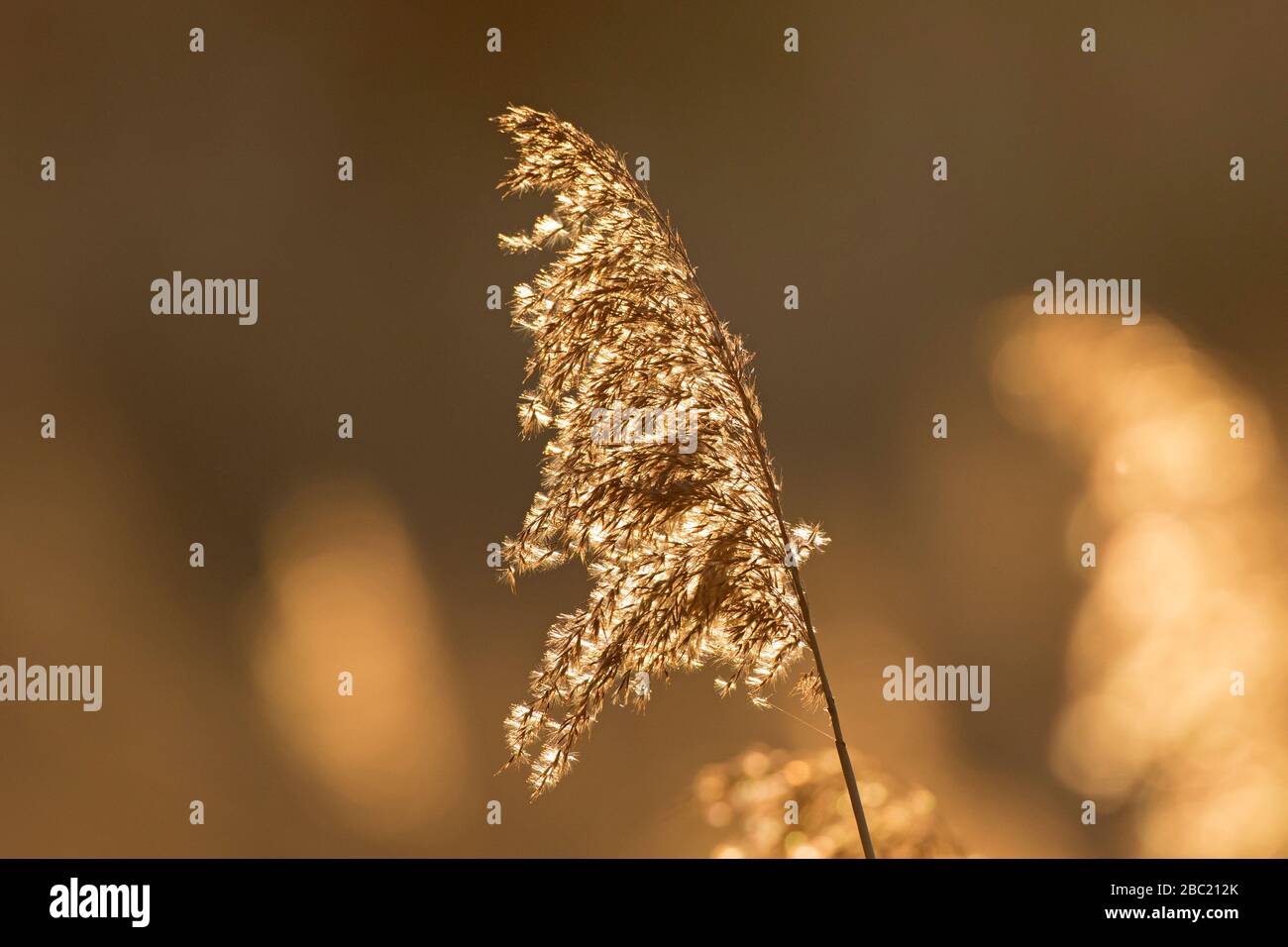 Nahaufnahme des Samenkopfes/des Seedkopfes des gemeinen Schilfs (Phragmites australis/Phragmites communis) im Schilfbett/im Winter zurückgestemmt Stockfoto