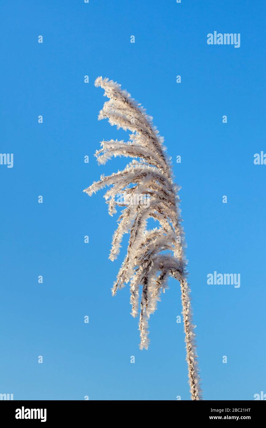Nahaufnahme des Samenkopfes/Seedkopfes des gemeinen Schilds (Phragmites australis/Phragmites communis), das im Winter mit Advektionsfrost/Windfrost bedeckt ist Stockfoto