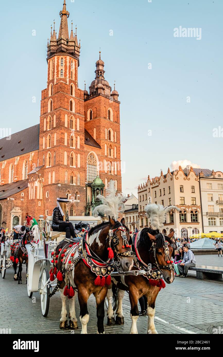 Pferde und Kutschen standen auf dem Rynek Glowny, dem Hauptplatz von Krakau, mit der Basilika der Heiligen Maria dahinter. Krakau, Polen. Juli 2017. Stockfoto