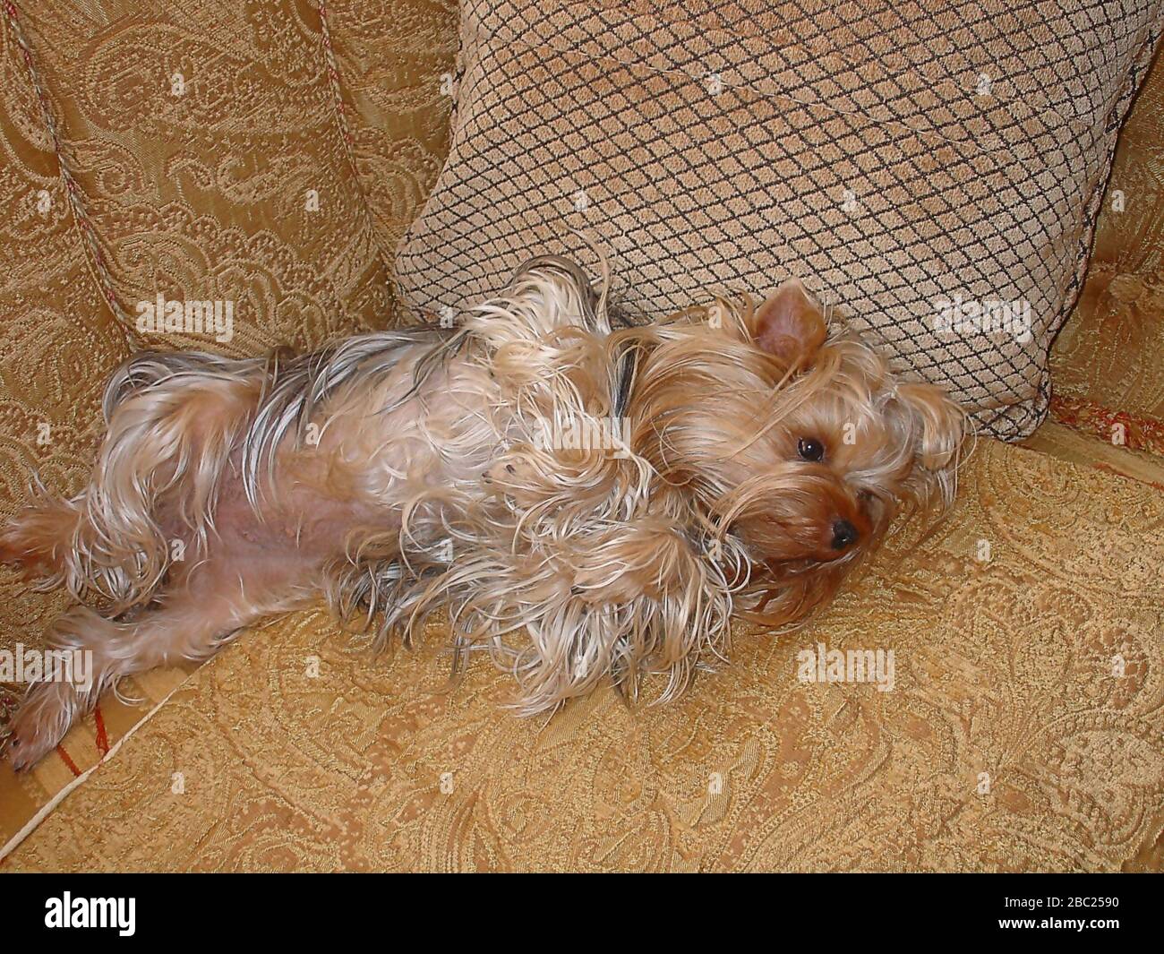 Nahansicht des süßen yorkshire Hundes auf gelbem Bus isoliert. Stockfoto