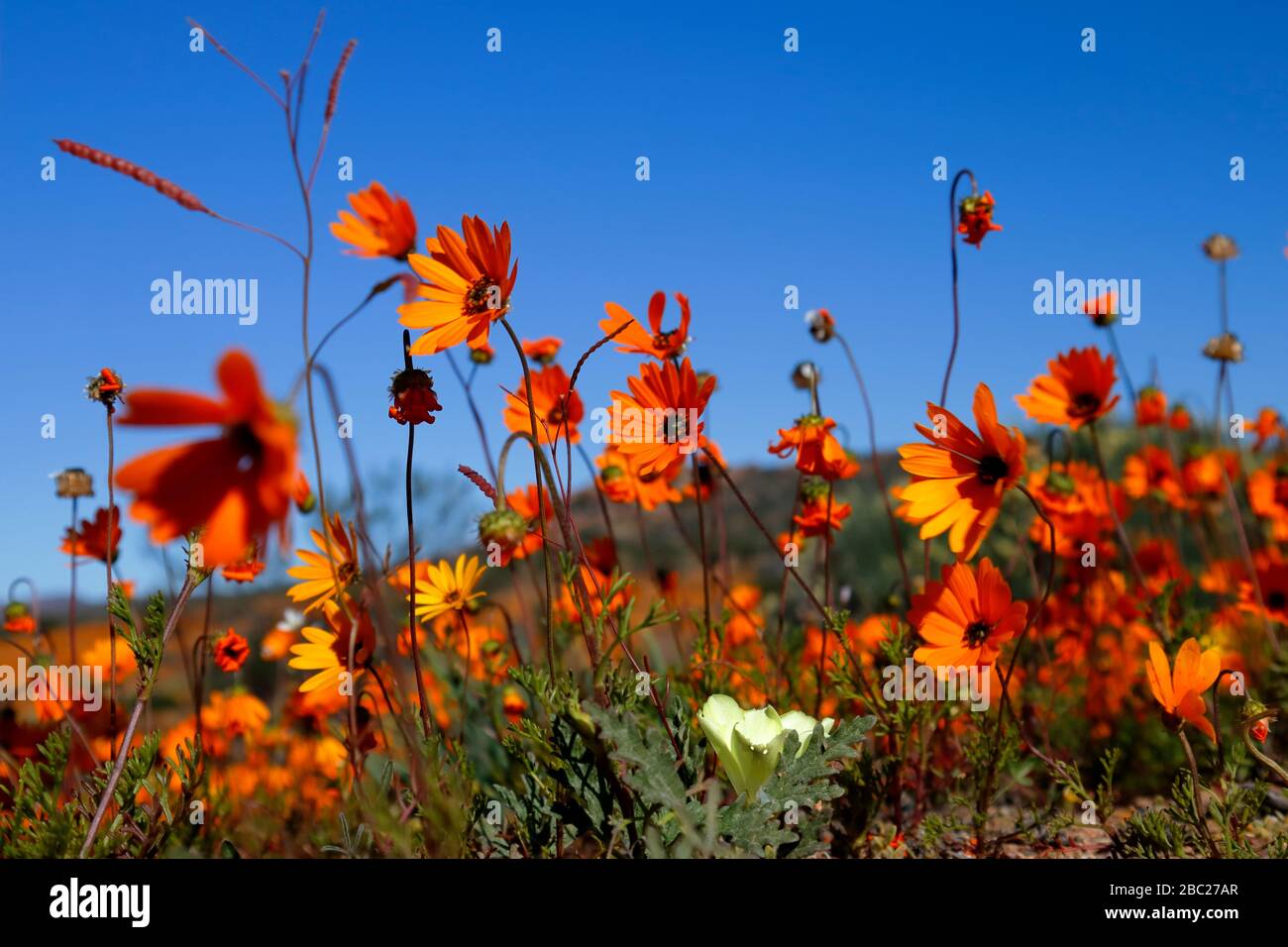 Landschaften und Ausblicke auf die reiche Wildblume werden in der Sektion Skilpad des Namaqua-Nationalparks im Nordkaper, Südafrika, angezeigt Stockfoto