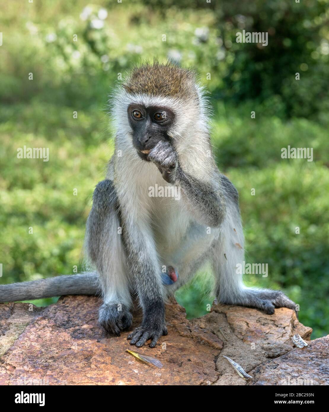 Vervet Monkey (Chlorocebus pygerythrus) in der Amboseli Serena Safari Lodge, Amboseli National Park, Kenia, Afrika Stockfoto