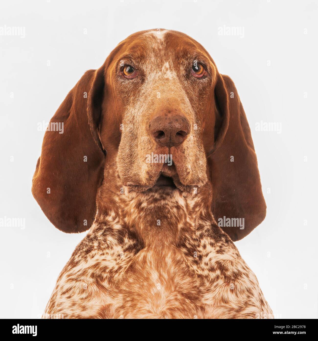 Bracco Italiano Dog Headshot auf hellgrauem Hintergrund Stockfoto