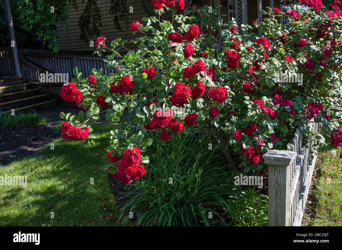 Rote Gartenrosen auf einem hölzernen Pfostenzaun in Cape May, New Jersey, USA Stockfoto