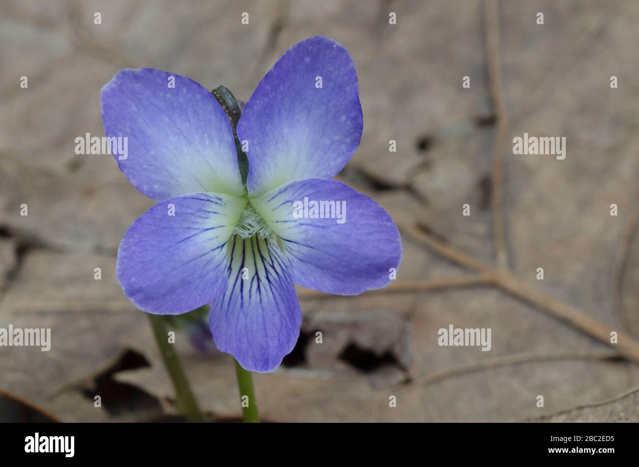 Gewöhnliches Blauviolett, Viola sororia, aufwachsend durch Blattstreu auf Waldboden Stockfoto